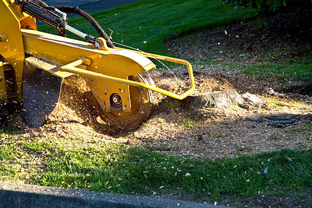 Lawn Grading and Leveling in Montevideo, MN