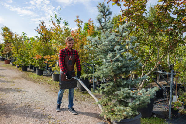 How Our Tree Care Process Works  in  Montevideo, MN