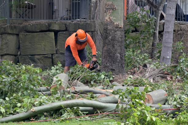 Montevideo, MN Tree Services Company